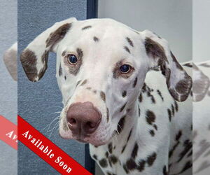 Dalmatian Dogs for adoption in Huntley, IL, USA