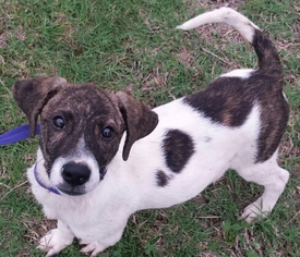 Jack Russell Terrier-Unknown Mix Dogs for adoption in Tuttle, OK, USA