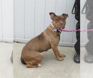 American Pit Bull Terrier Dogs for adoption in Louisville, KY, USA