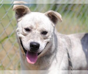 Huskies -Unknown Mix Dogs for adoption in Anniston, AL, USA