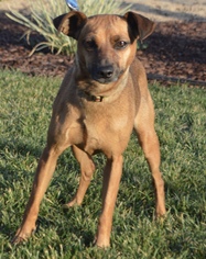 Miniature Pinscher Dogs for adoption in Palo Alto, CA, USA