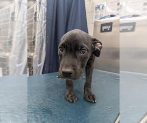 Labrador Retriever-Unknown Mix Dogs for adoption in Mobile, AL, USA