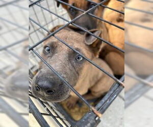 Mutt Dogs for adoption in Stockton, CA, USA