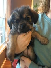 Bea-Tzu Dogs for adoption in Fayetteville, GA, USA