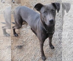 American Pit Bull Terrier-Weimaraner Mix Dogs for adoption in Visalia, CA, USA