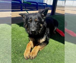German Shepherd Dog-Unknown Mix Dogs for adoption in HESPERIA, CA, USA