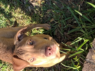 Vizsla Dogs for adoption in Sanford, FL, USA