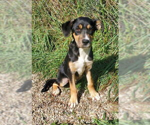 German Shepherd Dog-Unknown Mix Dogs for adoption in Lake City, MI, USA