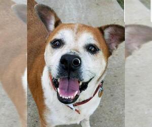 Boxer Dogs for adoption in Scottsboro, AL, USA