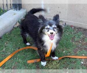 Pomeranian Dogs for adoption in Orange, CA, USA