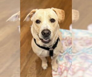 Labrador Retriever-Unknown Mix Dogs for adoption in Mundelein, IL, USA