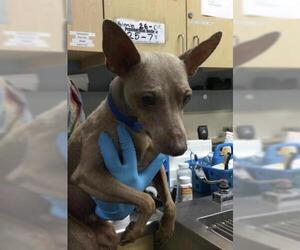 Doberman Pinscher Dogs for adoption in Riverside, CA, USA
