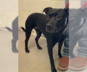 American Pit Bull Terrier-Unknown Mix Dogs for adoption in San Bernardino, CA, USA