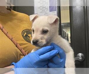 Chow Chow Dogs for adoption in Denver, CO, USA