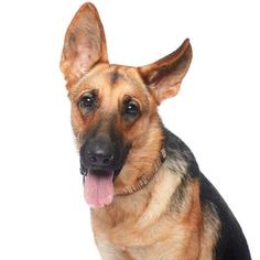 German Shepherd Dog Dogs for adoption in West Hollywood, CA, USA