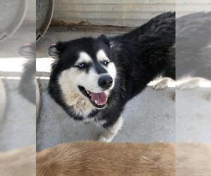 Alaskan Husky Dogs for adoption in Fresno, CA, USA