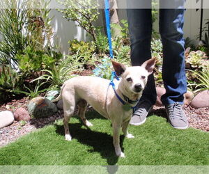 Italian Greyhound Dogs for adoption in Imperial Beach, CA, USA