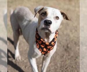 American Staffordshire Terrier-Unknown Mix Dogs for adoption in San Antonio, TX, USA