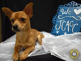Jack Chi Dogs for adoption in Nicholasville, KY, USA