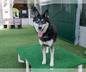 - Mix Dogs for adoption in Pasadena, CA, USA