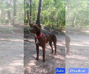 Mutt Dogs for adoption in Farmerville, LA, USA