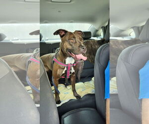 American Pit Bull Terrier-Unknown Mix Dogs for adoption in Germantown, OH, USA
