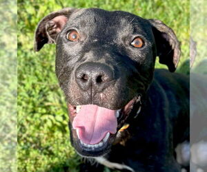 Mutt Dogs for adoption in Jefferson, WI, USA