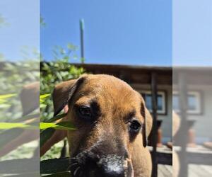 American Staffordshire Terrier-Unknown Mix Dogs for adoption in San Antonio, TX, USA