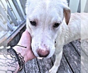 Golden Shepherd Dogs for adoption in Rutherfordton, NC, USA