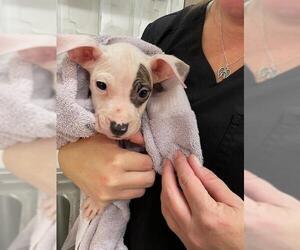 Mutt Dogs for adoption in Baytown, TX, USA