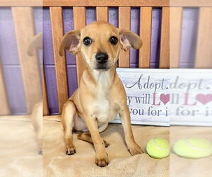 Chiweenie Dogs for adoption in Genesee, WI, USA