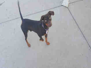 Miniature Pinscher Dogs for adoption in Brighton, CO, USA