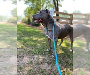 Mutt Dogs for adoption in Peachtree City, GA, USA