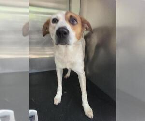 Mutt Dogs for adoption in San Antonio, TX, USA