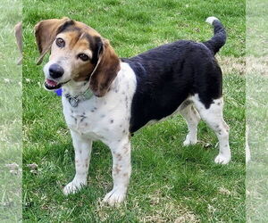 Beagle Dogs for adoption in Batavia, OH, USA
