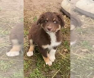 Australian Shepherd Dogs for adoption in Harrison, AR, USA