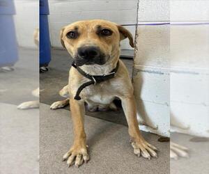 American Pit Bull Terrier Dogs for adoption in San Bernardino, CA, USA