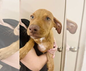 Labrador Retriever-Unknown Mix Dogs for adoption in Hilton Head, SC, USA