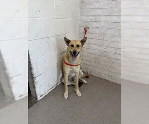 German Shepherd Dog-Unknown Mix Dogs for adoption in San Bernardino, CA, USA