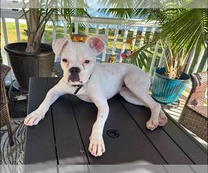 Medium Photo #2 Boxer Puppy For Sale in Dumont, NJ, USA