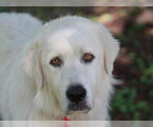 Great Pyrenees Dogs for adoption in Cookeville, TN, USA
