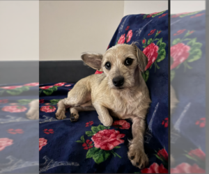 Mutt Dogs for adoption in Cranston, RI, USA