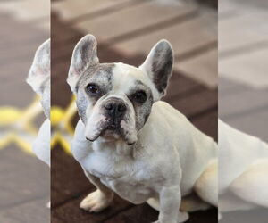 French Bulldog Dogs for adoption in Sandy, UT, USA