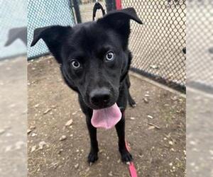 Labrador Retriever-Unknown Mix Dogs for adoption in San Antonio, TX, USA