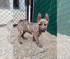 Pharaoh Hound-Unknown Mix Dogs for adoption in Hilton Head, SC, USA