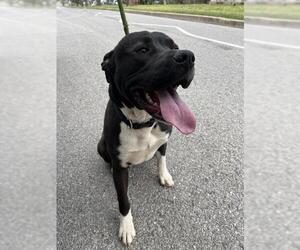 American Pit Bull Terrier-Unknown Mix Dogs for adoption in Oklahoma City, OK, USA