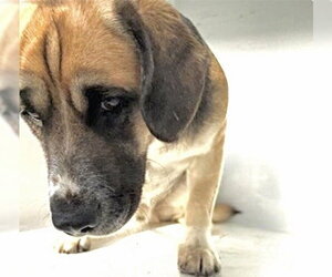 Beagle-German Shepherd Dog Mix Dogs for adoption in Houston, TX, USA