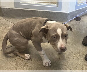Mutt Dogs for adoption in Jackson, CA, USA