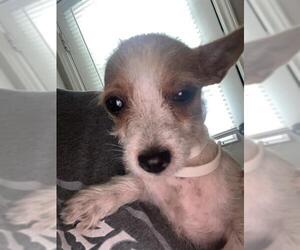 Mutt Dogs for adoption in San Antonio, TX, USA