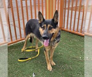 German Shepherd Dog-Unknown Mix Dogs for adoption in Las Vegas, NV, USA